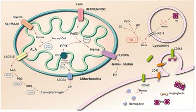 Heme in Cardiovascular Diseases: A Ubiquitous Dangerous Molecule Worthy of Vigilance